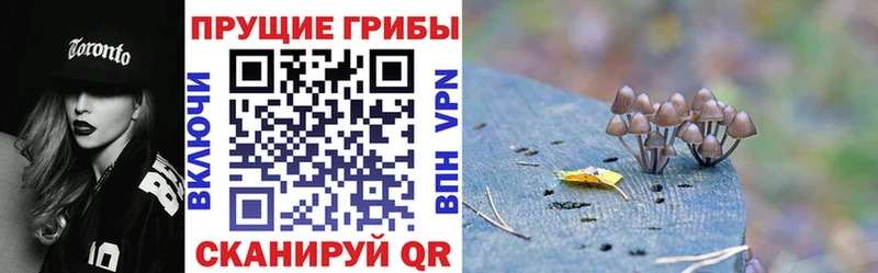 Псилоцибиновые грибы Cubensis  где купить наркоту  гидра ссылка  Нижний Ломов 